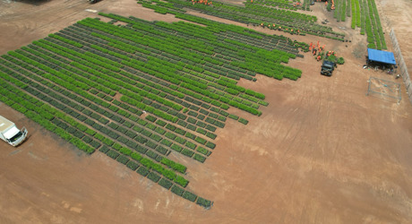 29 01 2026 Miombo Restoration Alliance Launches Four Large Scale Carbon Removal Projects